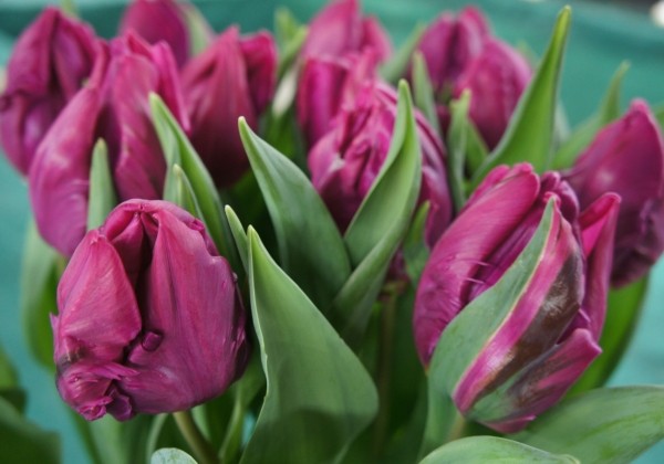 Tulipa, papagaiļziedu Parrot Prince (DZESĒTI)