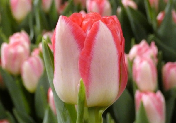 Tulpe, agra, pild. z. Pink Delight (DZESĒTI)