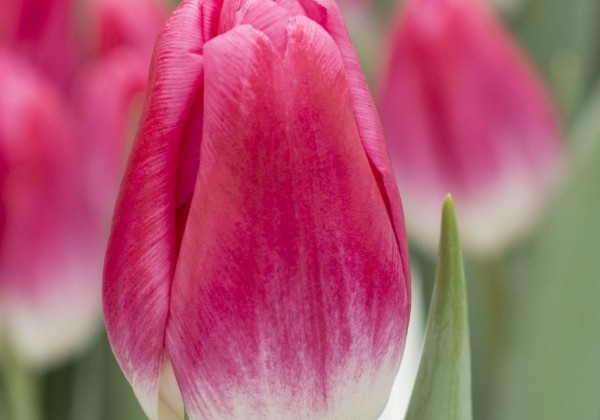 Tulipa, triumfa Pink Stone (DZESĒTI)