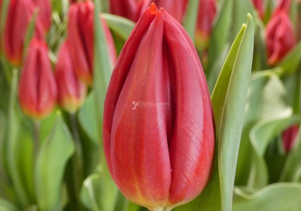 Tulipa, triumfa Red Gold (DZESĒTI)