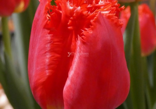 Tulipa, bārkstaina San Giovanni (DZESĒTI)