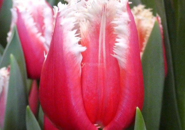 Tulipa, bārkstaina San Leandro