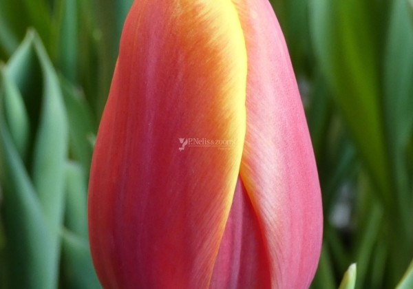 Tulipa, triumfa Showdown