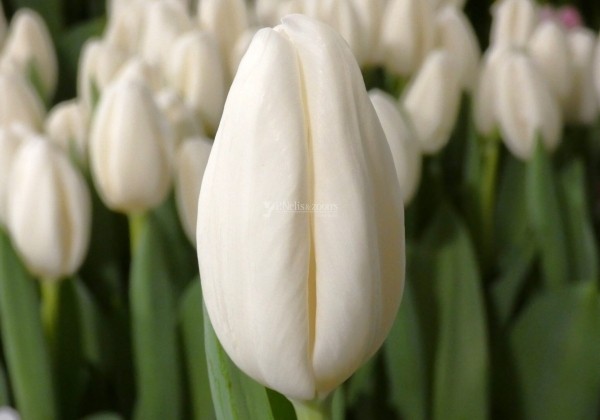 Tulipa, triumfa Snowboard