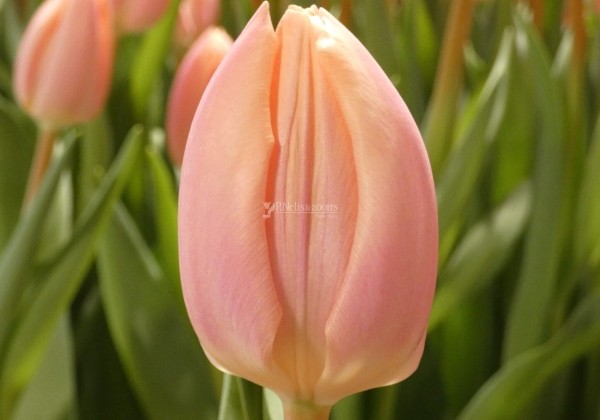 Tulipa, triumfa Thijs Boots