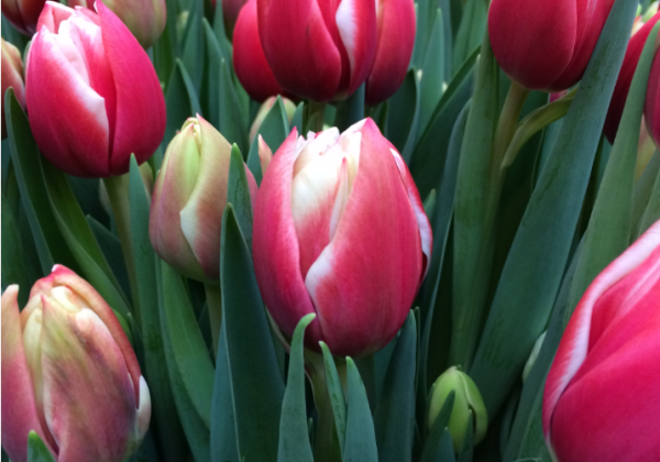 Tulpe, agra, pild. z. Voicemail
