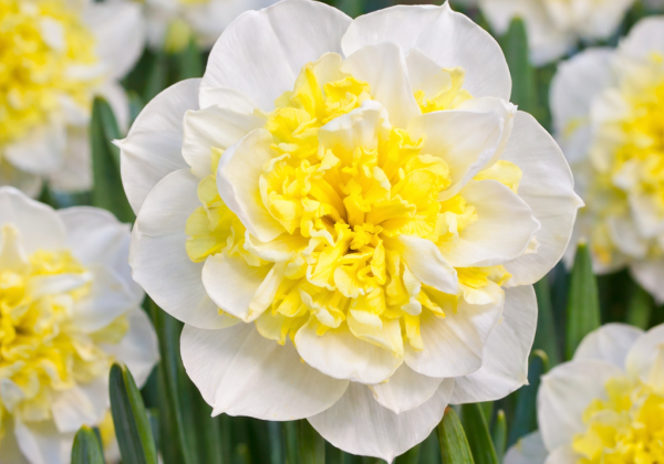 Narcissus, daudzziedu Amira 14/16