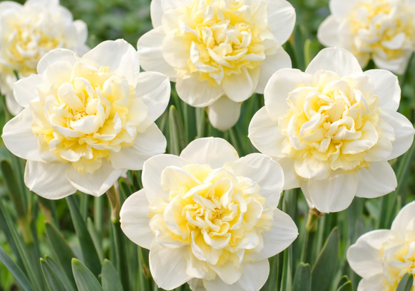 Narcissus, daudzziedu Young Devotion 14/16