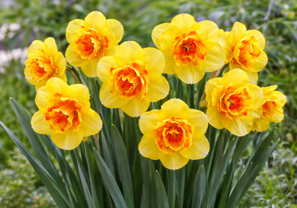 Narcissus, daudzziedu Zaragoza  14/16