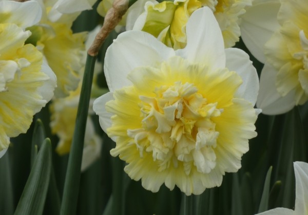 Narcissus, pildītiem z. Ice King 14/16