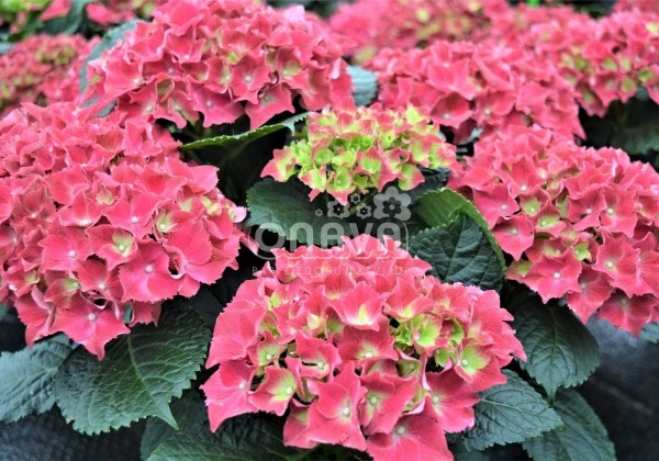 Hydrangea macrophylla Royal Red, 13 cm podā