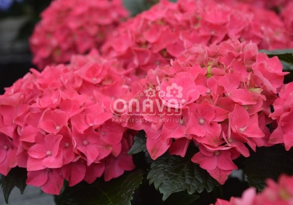 Hydrangea macrophylla Hot Red, 13 cm podā