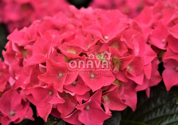 Hydrangea macrophylla Hot Red, 13 cm podā