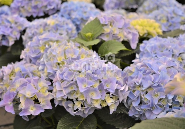 Hydrangea macrophylla Early Blue, 17 cm podā