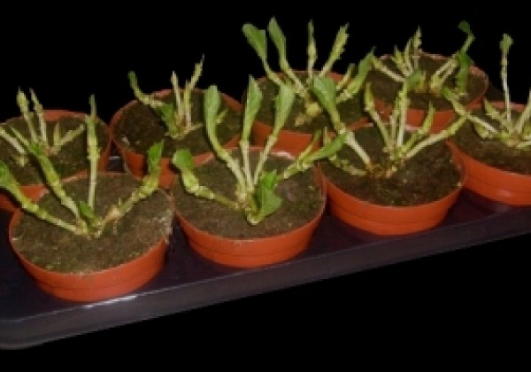 Hydrangea macrophylla Hot Red Purple, 13 cm podā