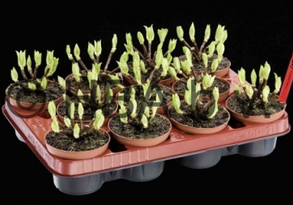 Hydrangea macrophylla Hot Red Purple, 17 cm podā