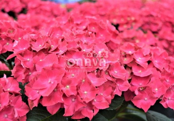 Hydrangea macrophylla Speedy Red, 13 cm podā