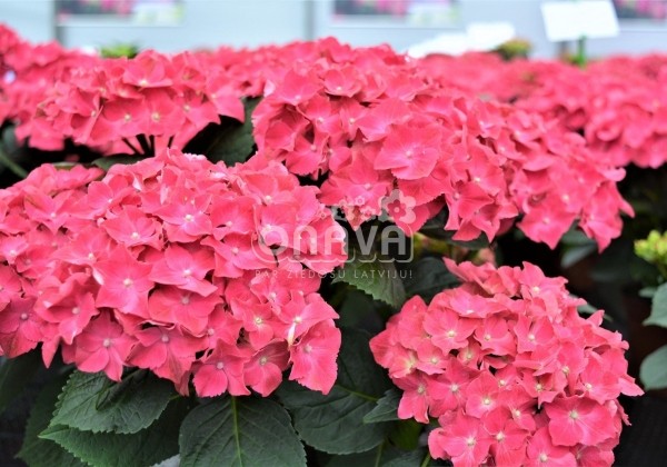 Hydrangea macrophylla Speedy Red, 9,5 cm podā
