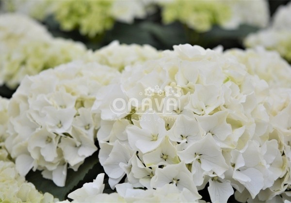 Hydrangea macrophylla Bianco, 13 cm podā