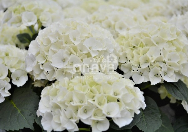 Hydrangea macrophylla Bianco, 9,5 cm podā