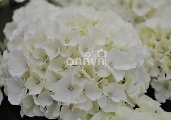 Hydrangea macrophylla Bianco, 9,5 cm podā