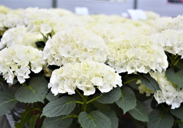 Hydrangea macrophylla Bianco, 9,5 cm podā