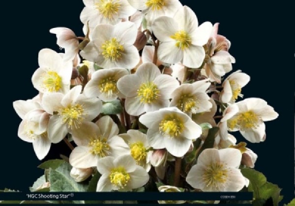 Helleborus ericsmithii HGC Shooting Star