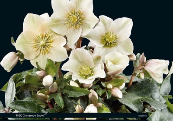 Helleborus ballardiae HGC Cinnamon Snow