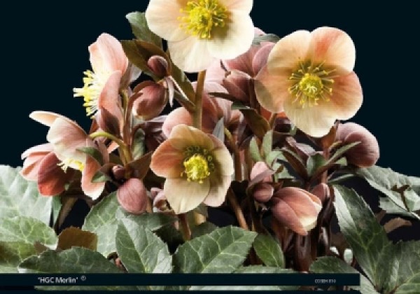 Helleborus ballardiae HGC Merlin