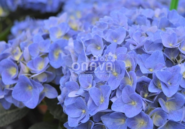 Hydrangea macrophylla Jip Blue, 17 cm podā