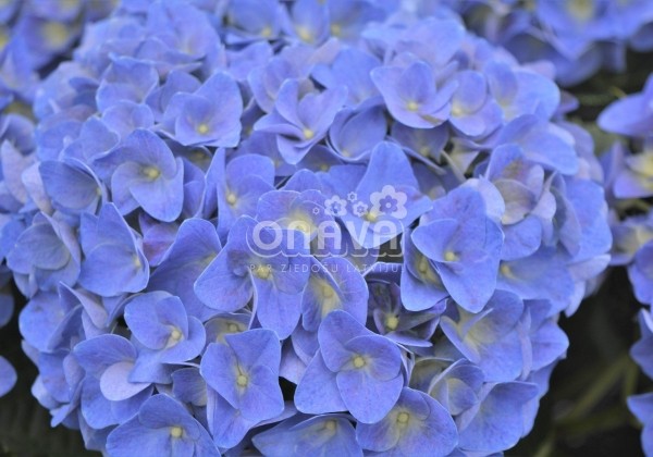 Hydrangea macrophylla Jip Blue, 17 cm podā