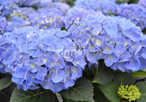 Hydrangea macrophylla Jip Blue, 9,5 cm podā