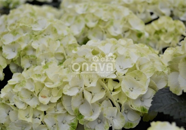 Hydrangea macrophylla Caipirinha, 13 cm podā