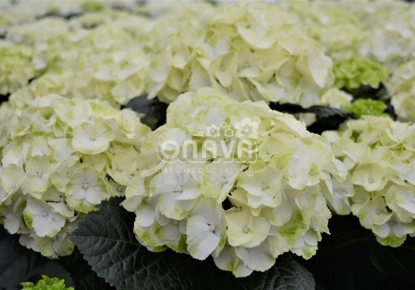 Hydrangea macrophylla Caipirinha, 13 cm podā
