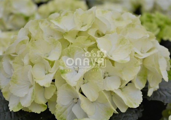 Hydrangea macrophylla Caipirinha, 13 cm podā