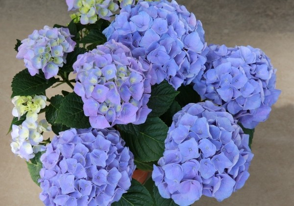 Hydrangea macrophylla Sarena Blue, 9,5 cm podā