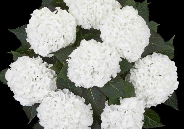 Hydrangea macrophylla Ice Boy, 9,5 cm podā