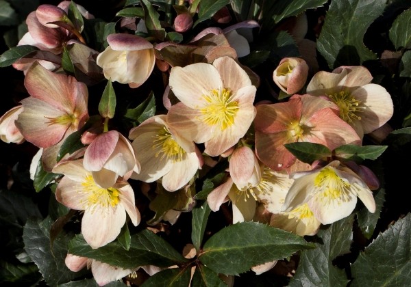 Helleborus ballardiae HGC Camelot