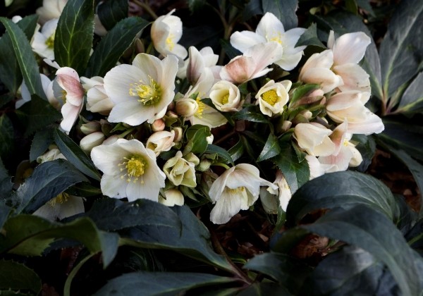 Helleborus ericsmithii HGC Joker