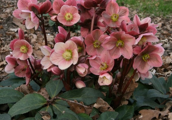 Helleborus ericsmithii HGC Pink Frost