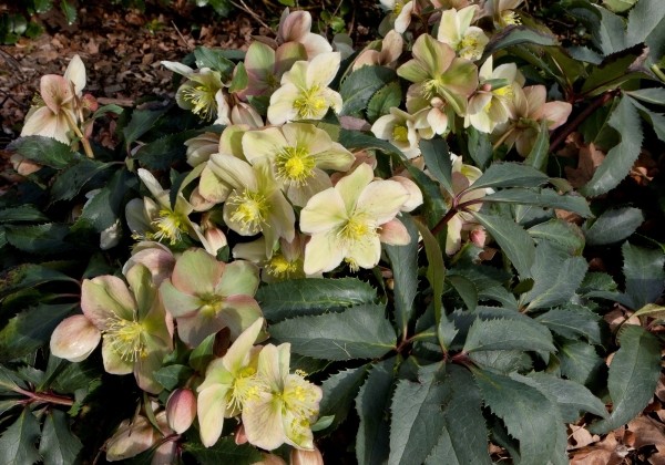 Helleborus ericsmithii HGC Monte Christo