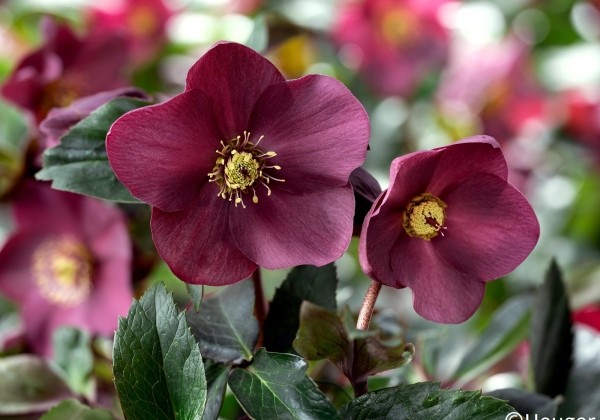 Helleborus glandorfensis HGC Ice n Roses Early Red