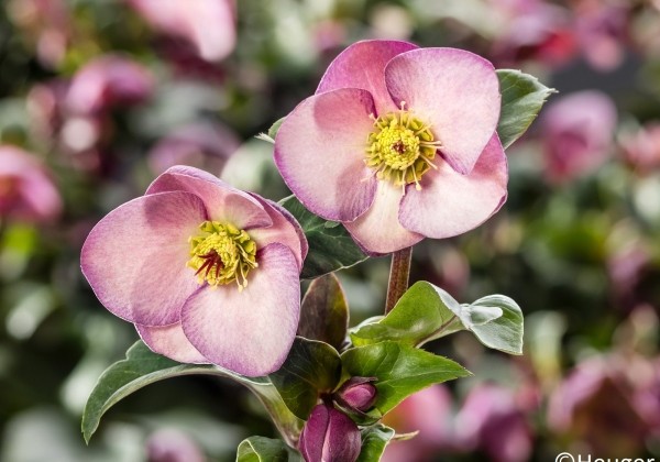 Helleborus glandorfensis HGC Ice n Roses Early Rose (13 cm)