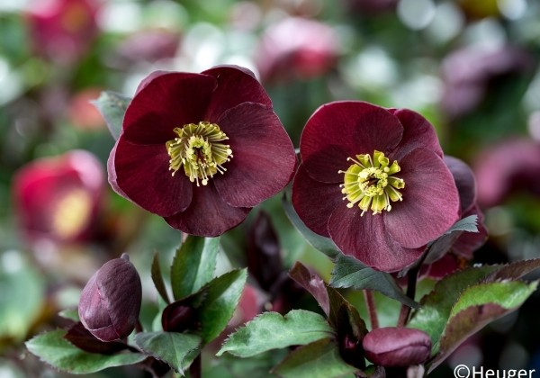 Helleborus glandorfensis HGC Ice n Roses Barolo
