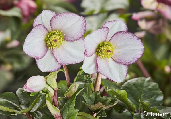 Helleborus glandorfensis HGC Ice n Roses Picotee (17 cm)