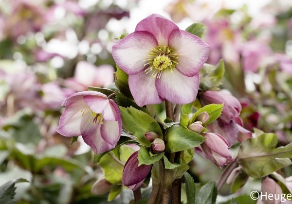 Helleborus glandorfensis HGC Ice N Roses Rose (17 cm)