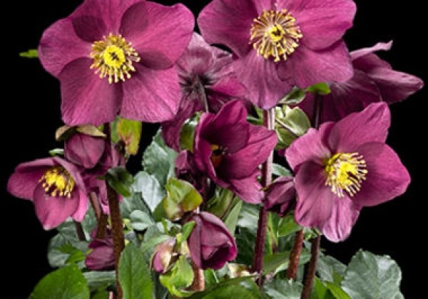 Helleborus lemperii HGC Winter Ballet Karli (15 cm)
