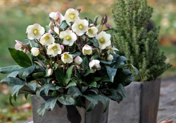 Helleborus hybridus HGC Snow Dance (15 cm)
