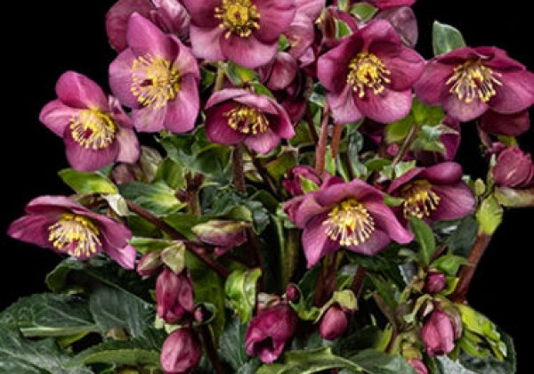 Helleborus nigercors HGC Ice Breaker Ruby (13 cm)