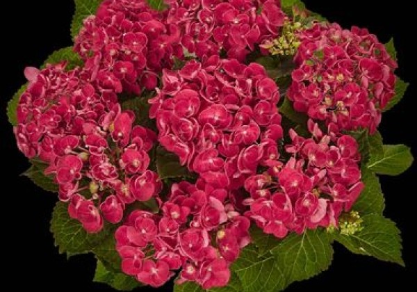 Hydrangea macrophylla Curly Wurly Red, 17 cm podā